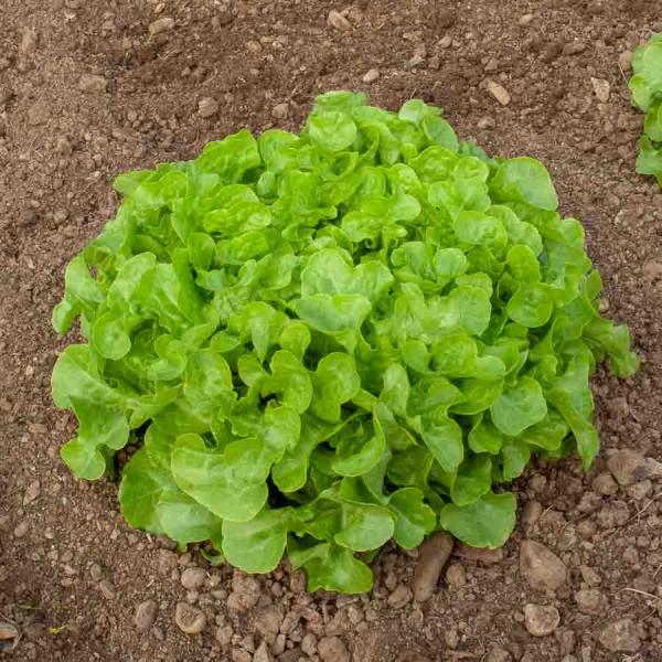 Potagères - Laitue Querido - Graines d'Exception - face recto